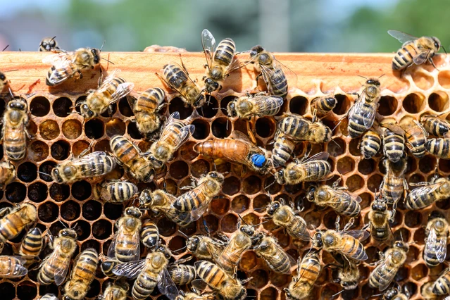 Auf der Entdeckung eines Bienenstocks: die Welt der Bienen an einem Tag